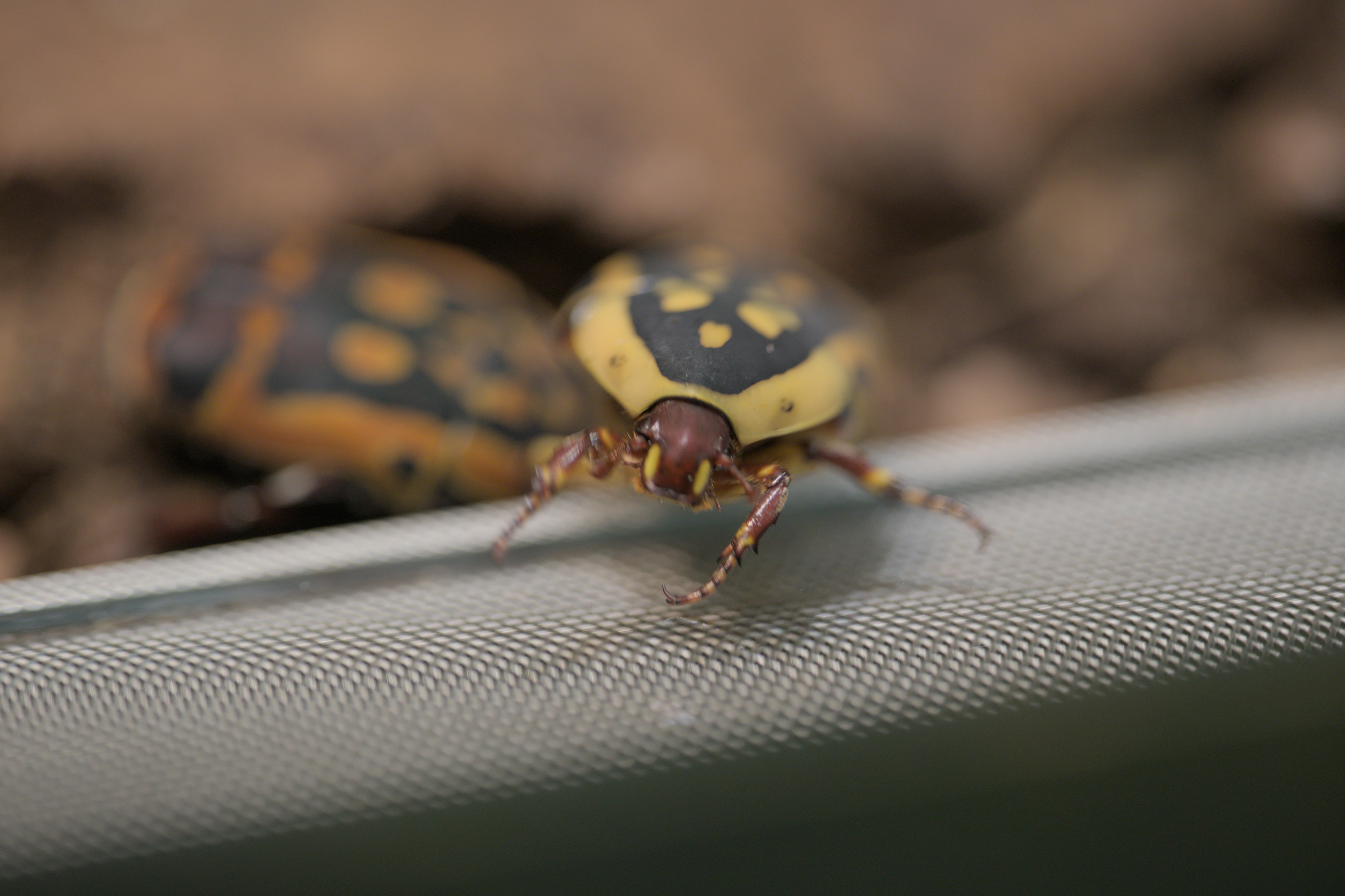 2025/10/12 - zoo/DSC_0225.jpg